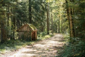 Feldweg im Wald