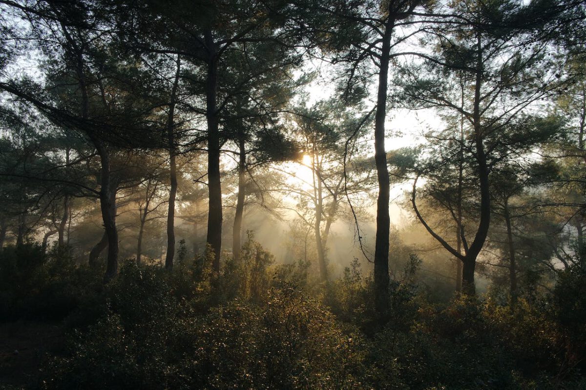 Wald