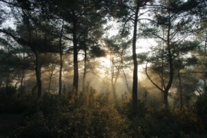 Wald
