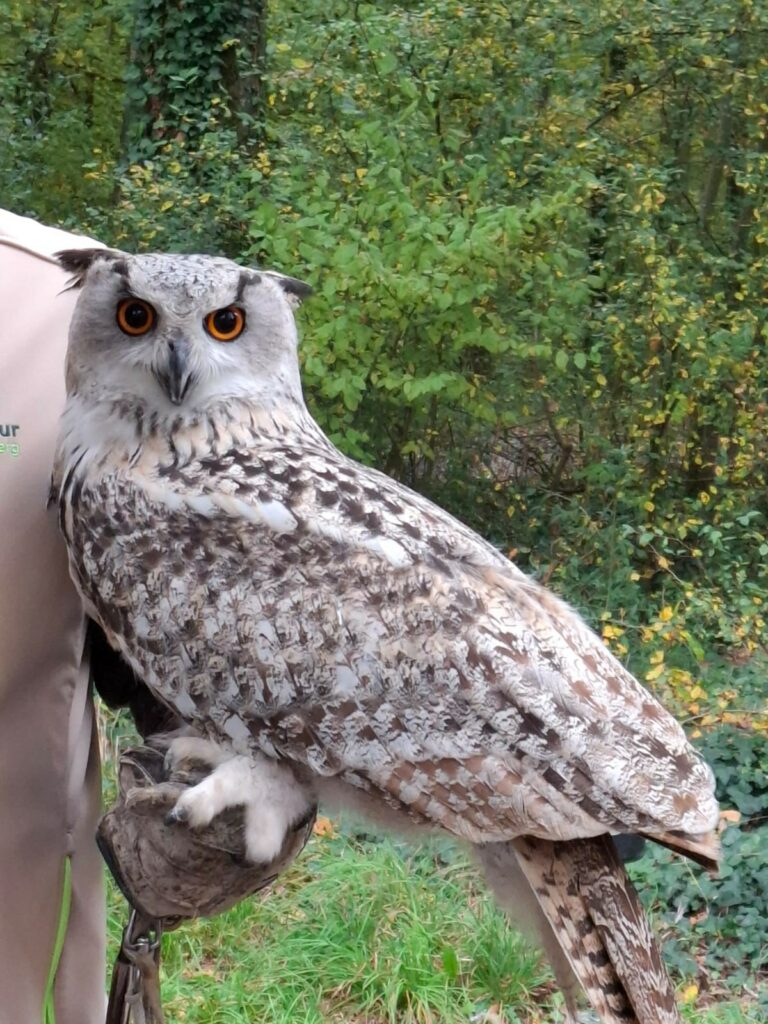 Waldtag Klasse 3 Eule