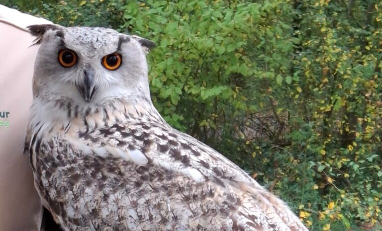 Waldtag Klasse 3 Titelbild