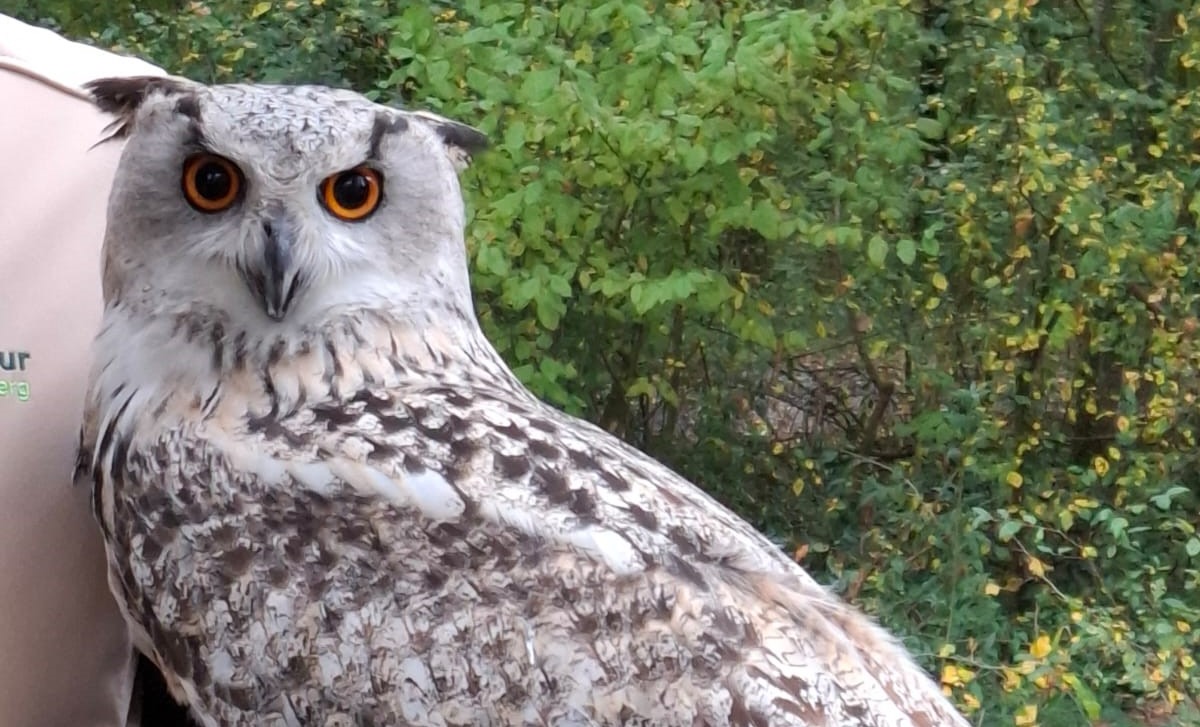 Waldtag Klasse 3 Titelbild